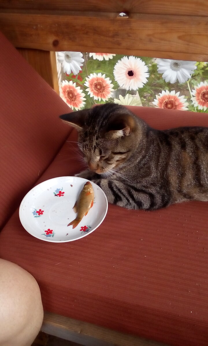 Самый живучий карась.