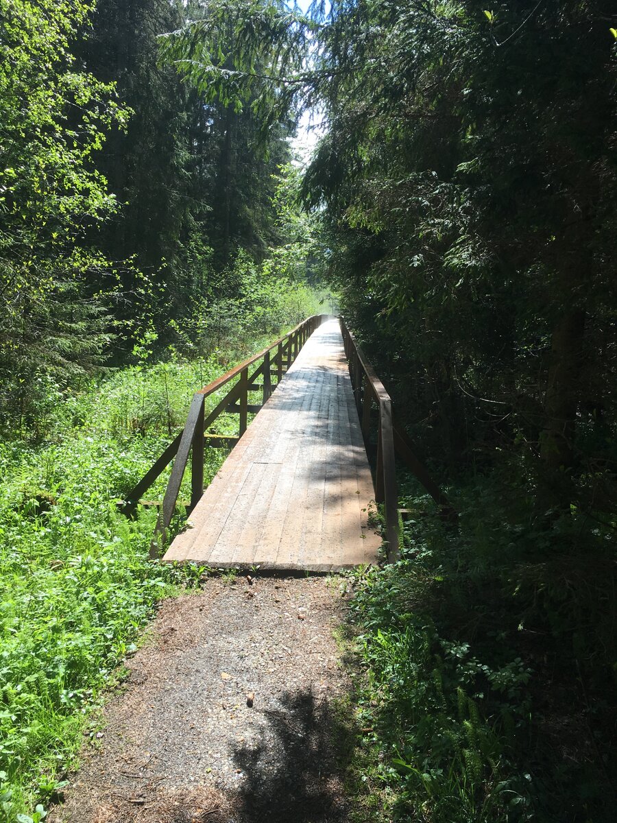 мост через лес