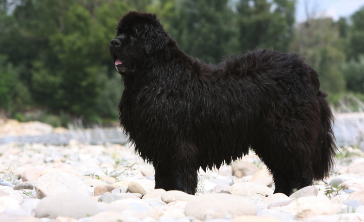 Лайк здоровяку!  🐶 🐶