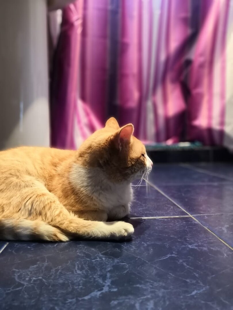 Мне и самому нравится сидеть на тёплом полу, я его понимаю.