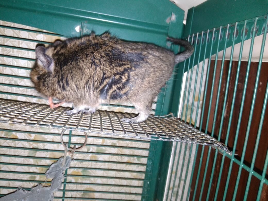 Куся спасает добычу.