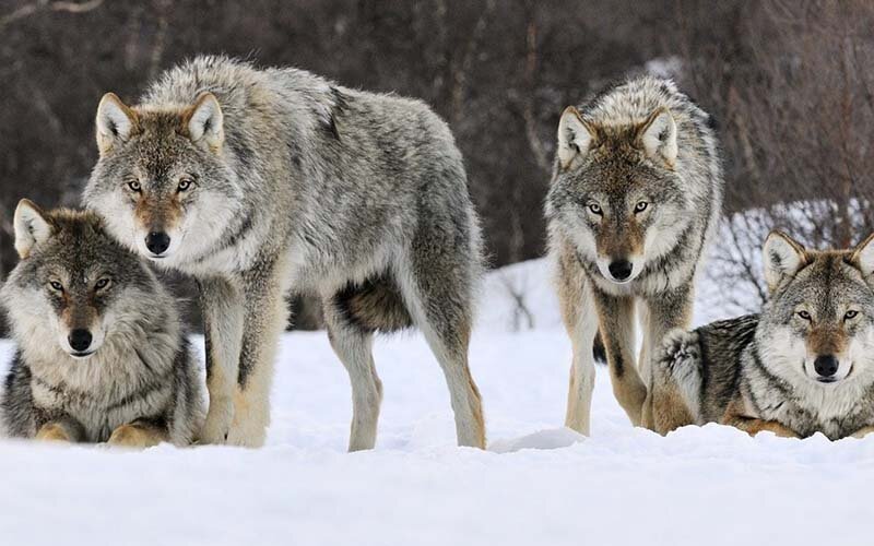 Фото из Яндекса

