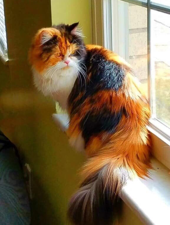 Источник фото: pinterest.com  