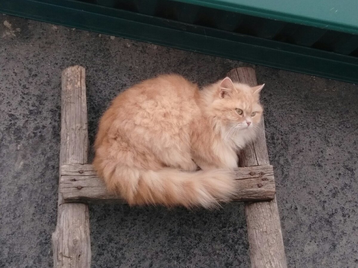 Она просто пригрелась.