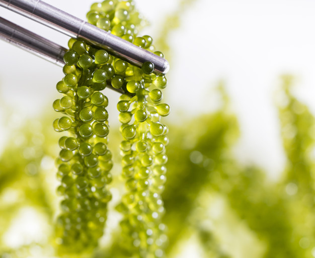 Этот продукт назвали морским виноградом не случайно: его маленькие веточки действительно похожи на виноград. А еще на икру. На самом же деле это особая разновидность водорослей, растущих в прибрежных районах Филиппин и Вьетнама. Говорят, что блюдо имеет интересный вкус и очень полезно для организма.