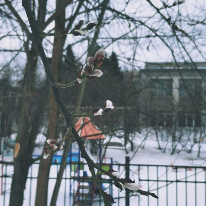 Жизнеутверждающие почки. правда не знаю, что это за дерево. 