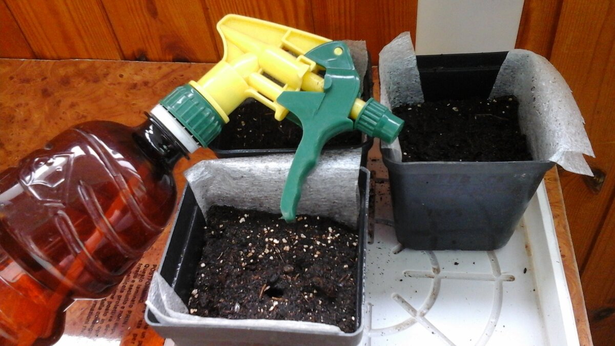 пикировка бархатцев. как отстаивать воду для полива рассады. рассада помидор полив. полив рассады. рассада помидор полив.