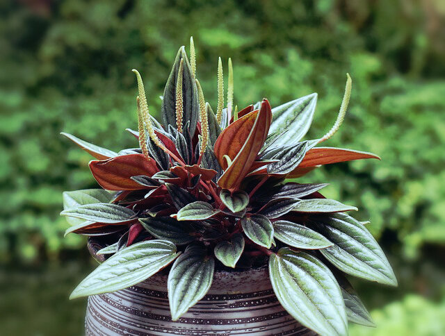 фотография с сайта pinterest.com