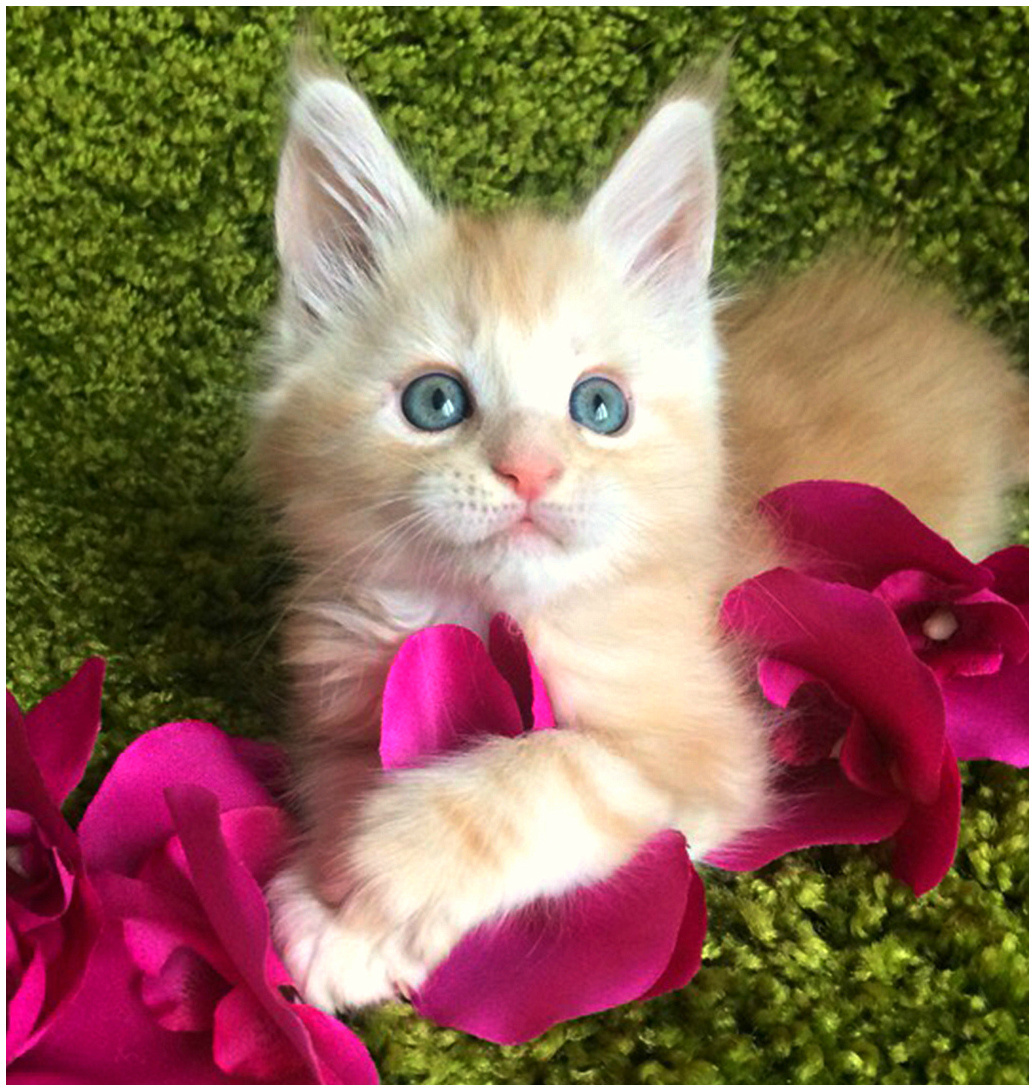 Фото котёнка из питомника Adamand-coon