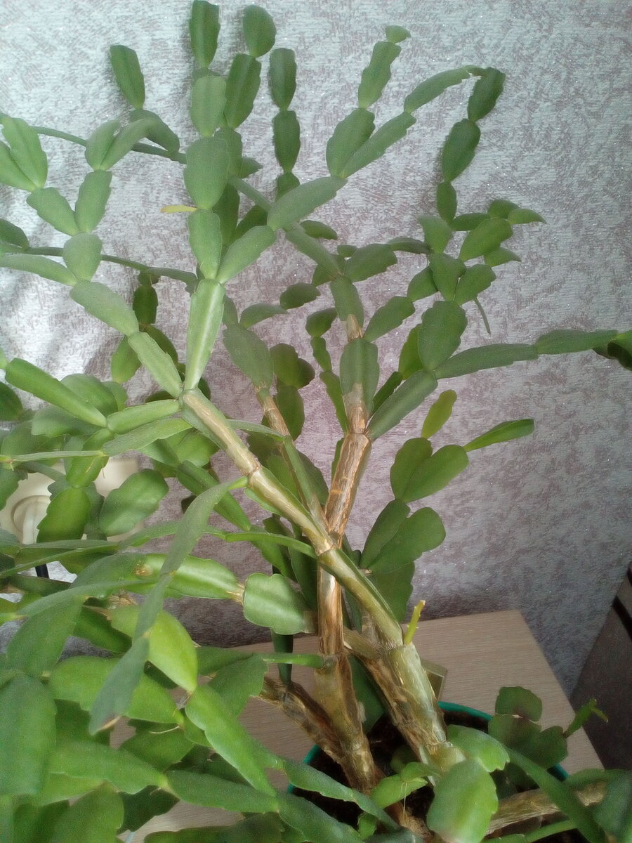 Schlumbergera truncata