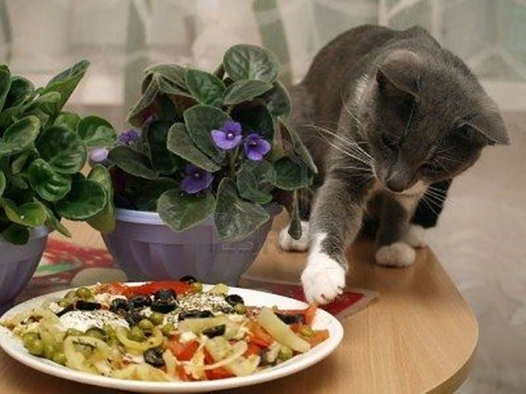 Включи кот еду. Кошка на обеденном столе. Кошка ворует еду. Кошка на столе. Кот на кухонном столе.