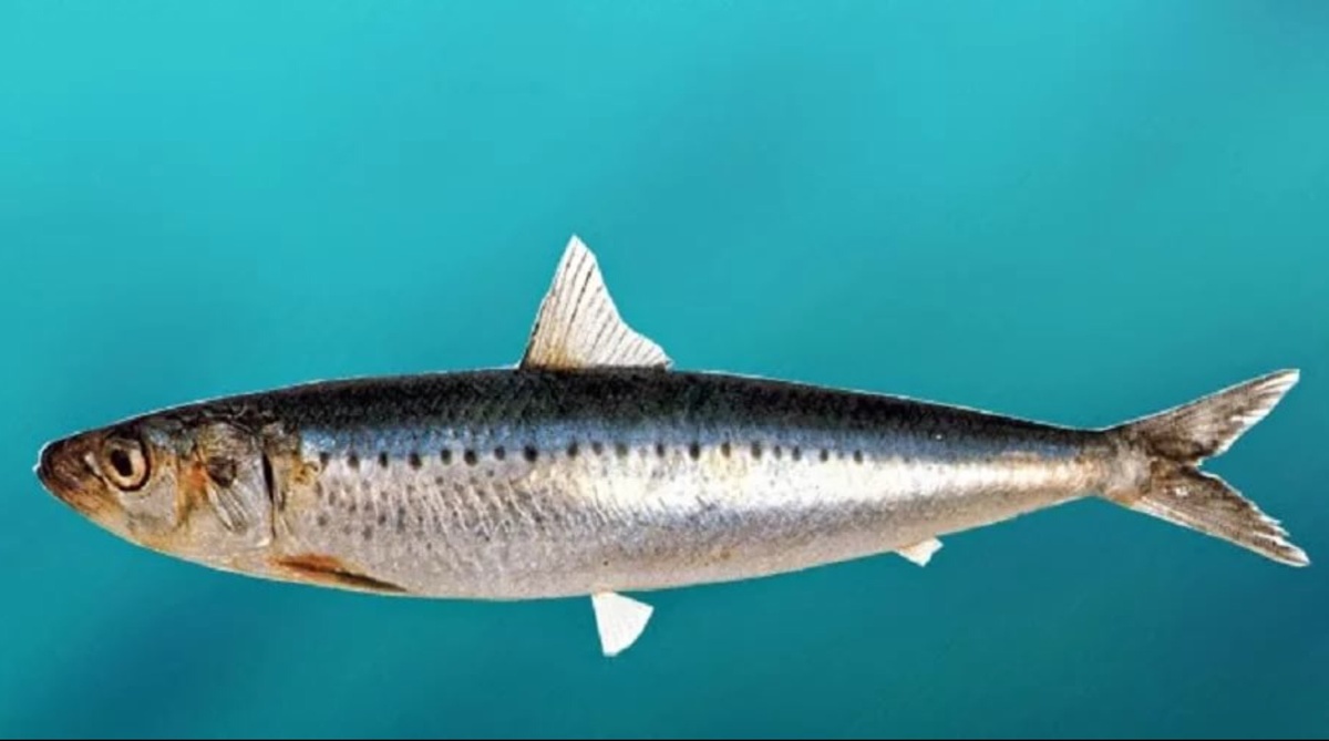 рыба СССР, Иваси