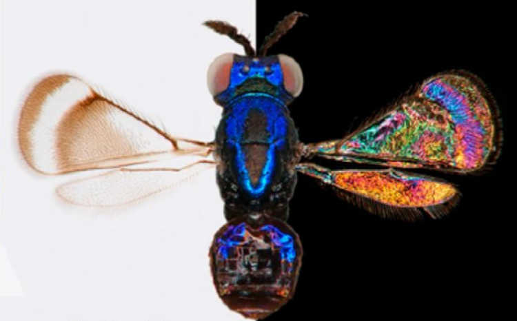 Скрытая радуга в крыльях мухи.