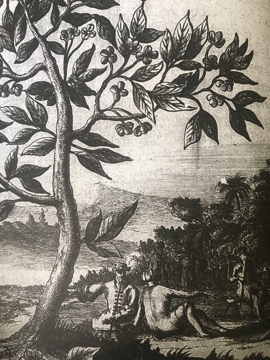 В тени кофейного дерева.