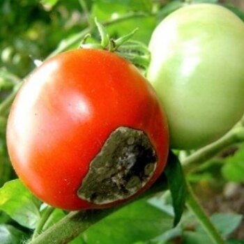 фото https://yandex.ru/images/