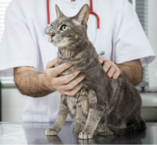 Воспаление легких у кошек | Лапа помощи | Дзен