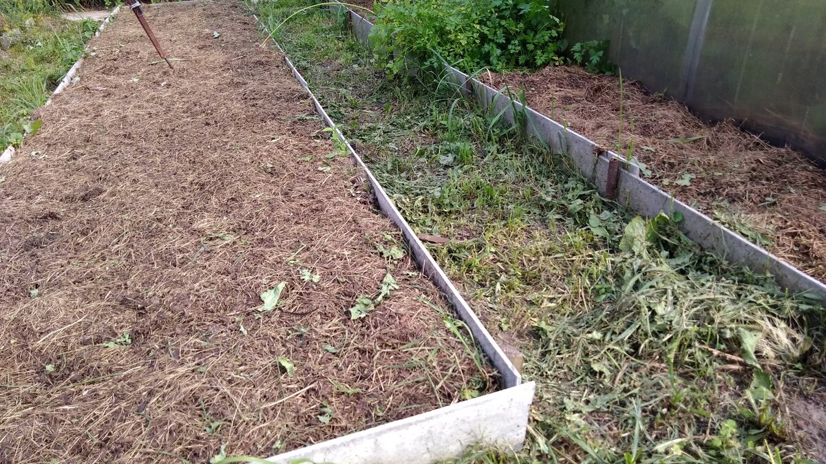 Грядка после чеснока отдыхает.