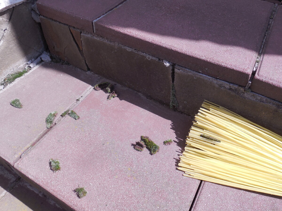 Мох из щелей метлой вымести легко