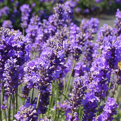 Виола или анютины глазки Петуния Лаванда
