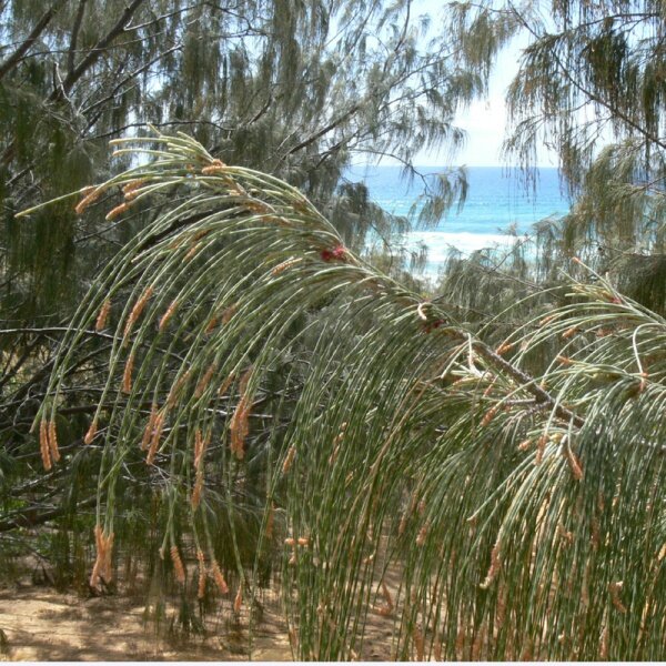 Казуарина. Источник: Яндекс картинки