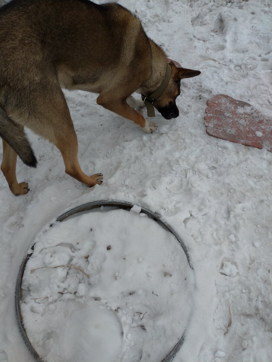 "Какая вода? У меня мороженка!"