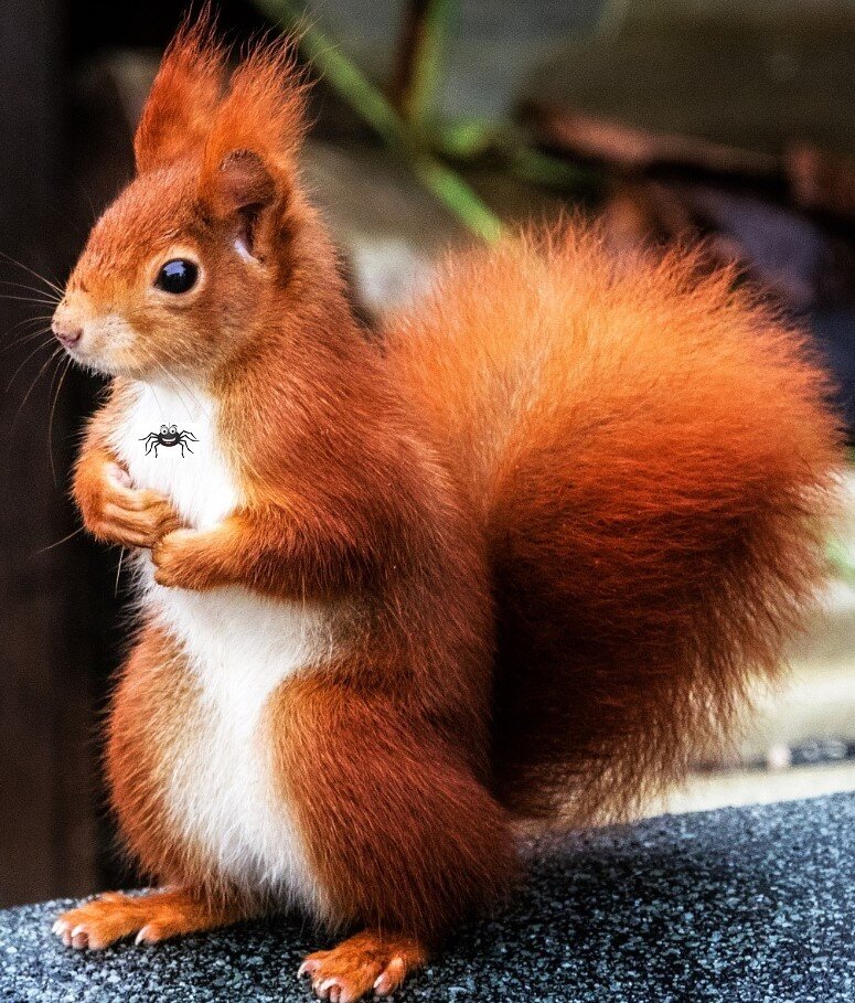 Яндекс картинки(фотоколлаж автора)