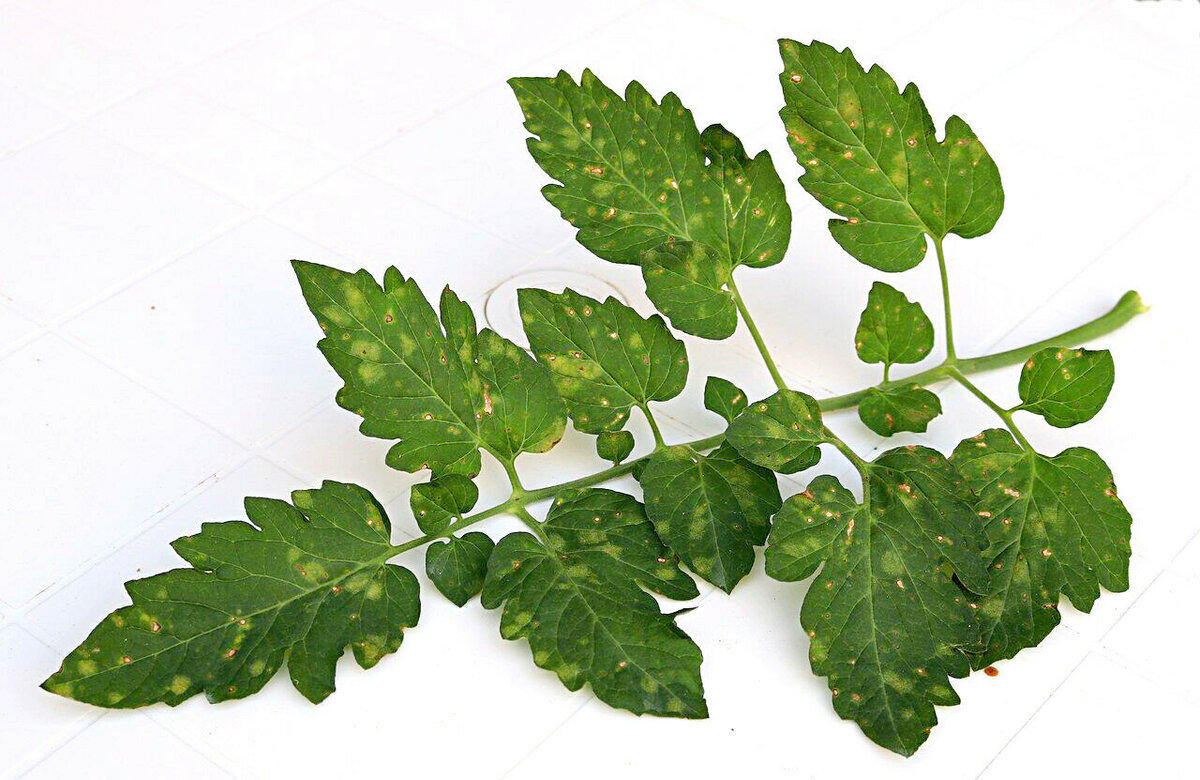 Лист томата повреждённый кладоспориозом