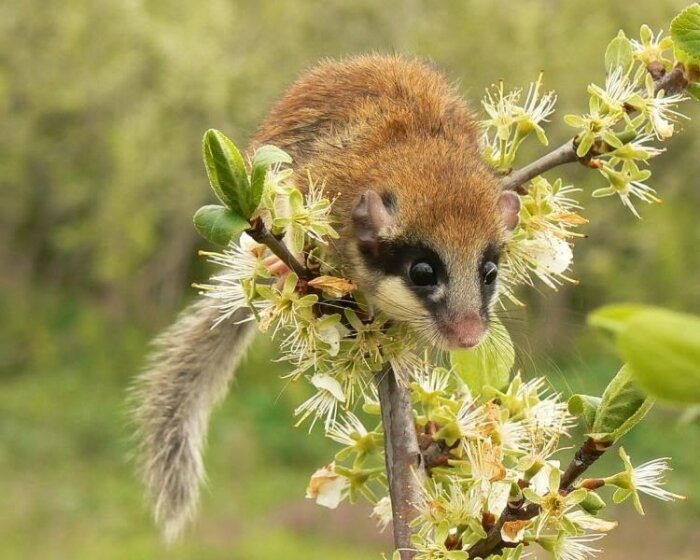 Лесная соня