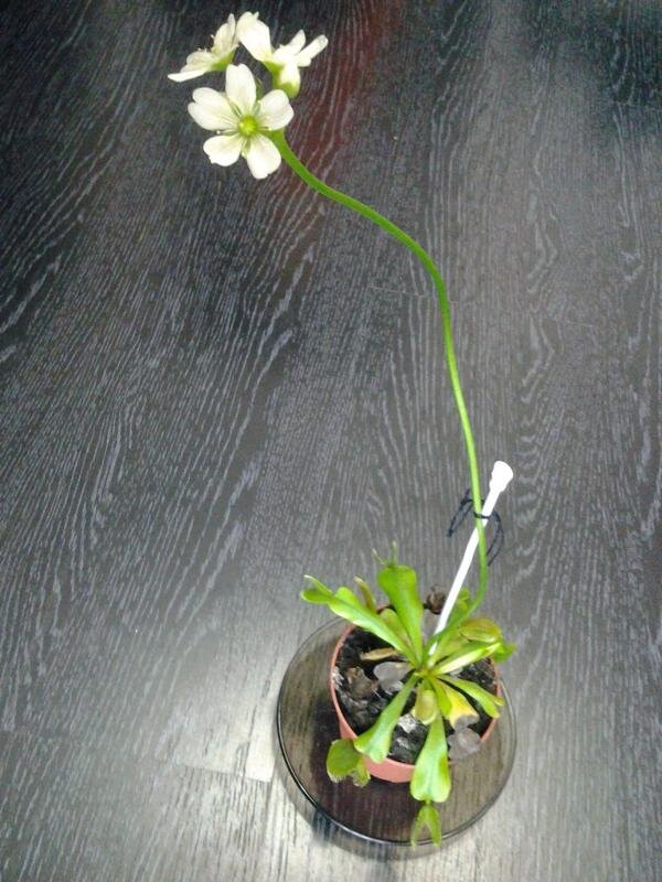 Цветонос мухоловки. Венерина мухоловка всходы. Комнатный цветок мухоловка. Дионея без цветоноса. Как выглядит цветонос у венериной мухоловки.