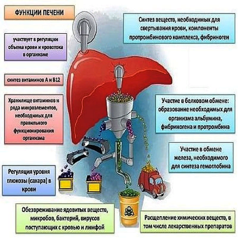 Нарушены функции печени