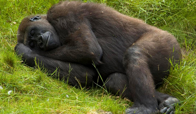 Многие люди думают, что животные спят точно также как и люди. Но это не так.  Некоторые животные вообще никогда полноценно не спят, но по другому дают отдохнуть своему мозгу.