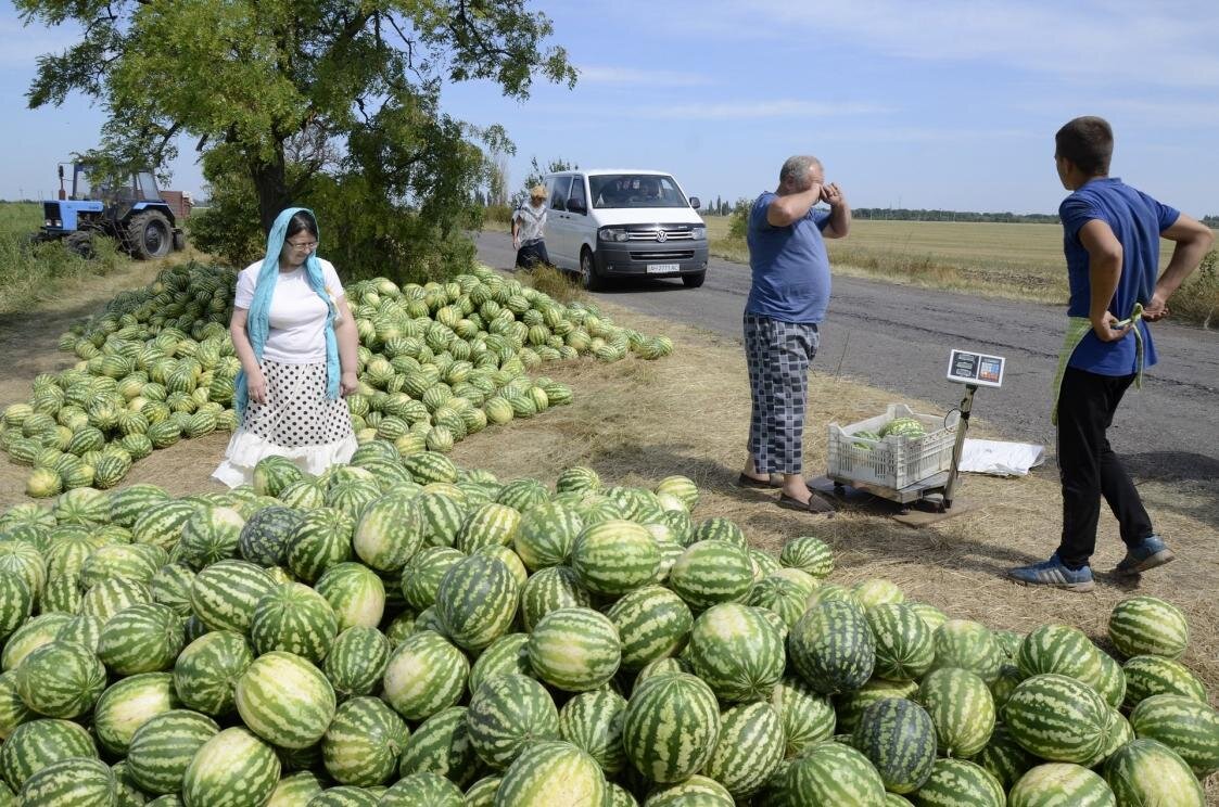 арбуз на поле фото