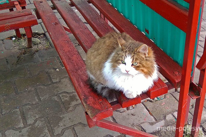 Кошка ждёт хозяйку на остановке / media-polesye.by