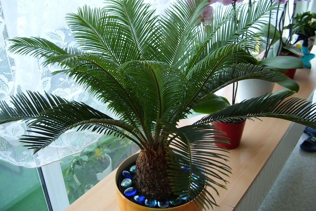 Цикас революта (Cycas revoluta)