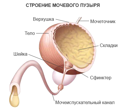 Анатомия мочевой пузырь картинка