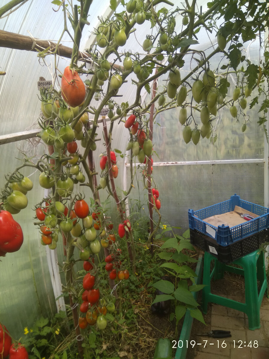 Внизу под помидорами посажена кустовая фасоль. Фото из личного архива.