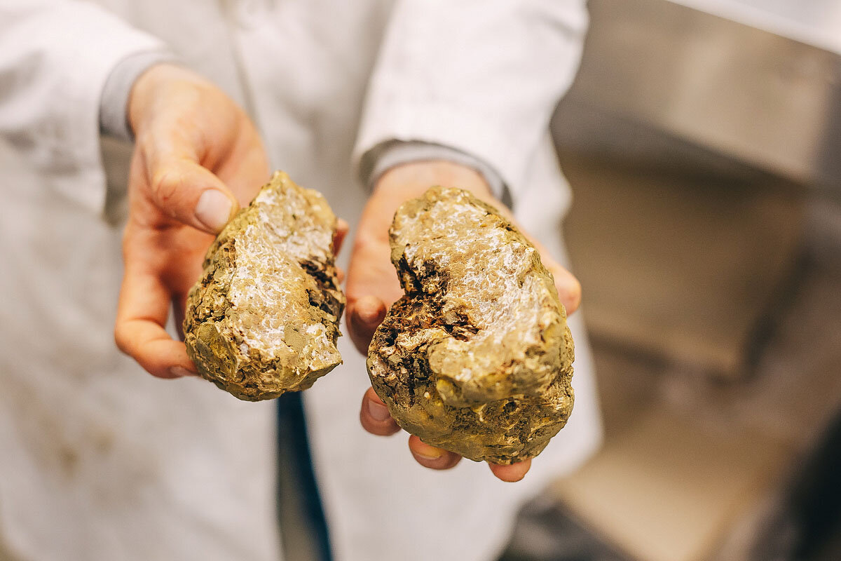 Так выглядит «душа» белого трюфеля