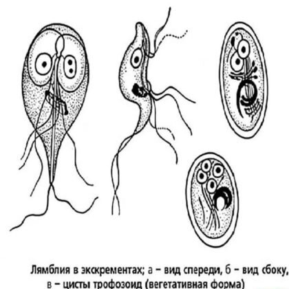 Лямблии у детей - ПЕАН