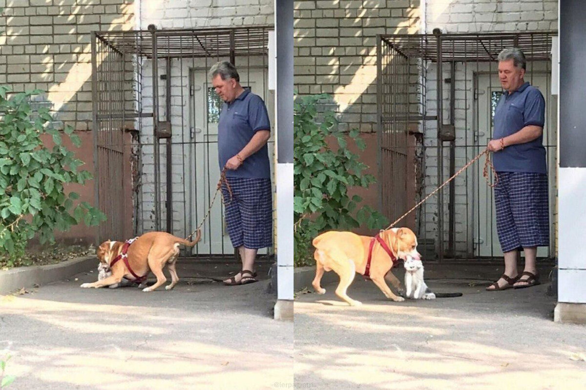 Фото из свободного источника. Собака убивает кота, а хозяин собаки спокойно наблюдает за этим.... Вы серьезно??? 