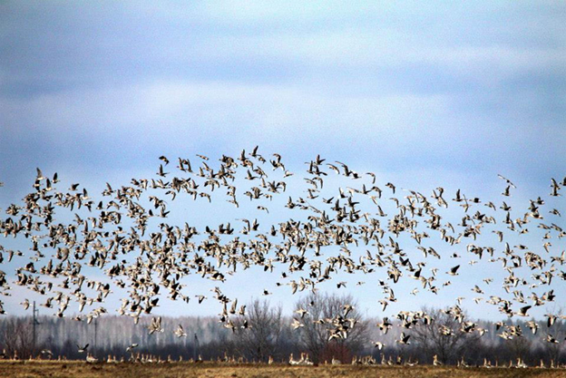 Печора богата уткой