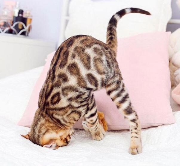 Источник фото: thepaws.net