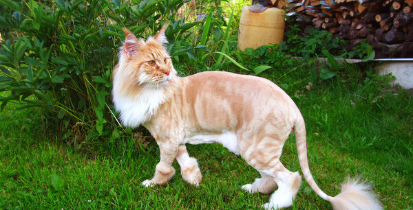 Котолев