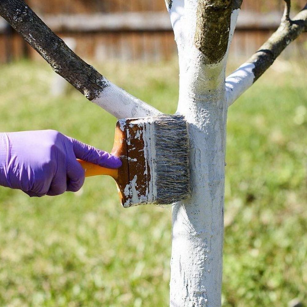 Не пересаживать цветы во время обильного цветения