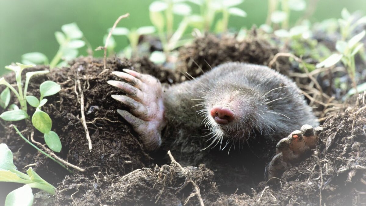 Крот европейский