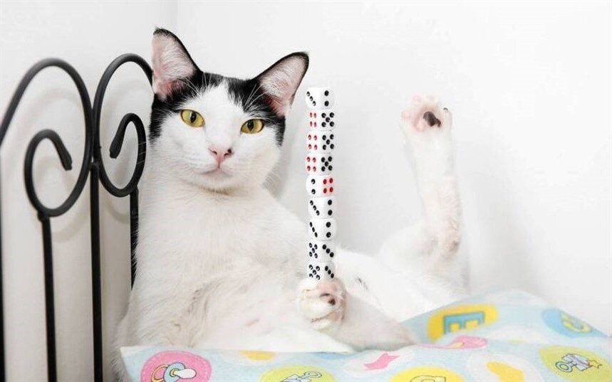                                                                                       Кот Биби