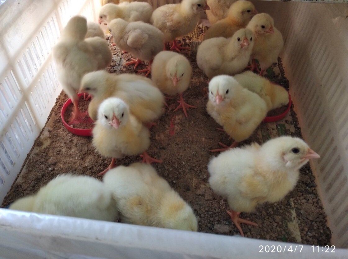 Мои цыплята Иза Хаббард 2020