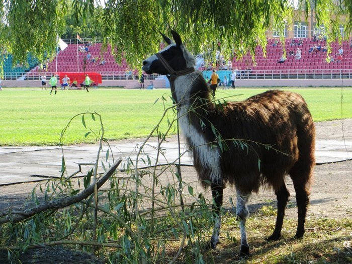 
Футбол в Калинковичах в 2015-м
2015
Высшая лига: —
Первая лига: Речица-2014, Береза-2010, Кобрин.
Вторая лига: АК Ждановичи (Минск), Приозерье (Верхнедвинск), Жлобин, Колос-Мелиоратор-Дружба (Городище), Крутогорье (Дзержинск), Спартак (Шклов), Любань, Узда.
