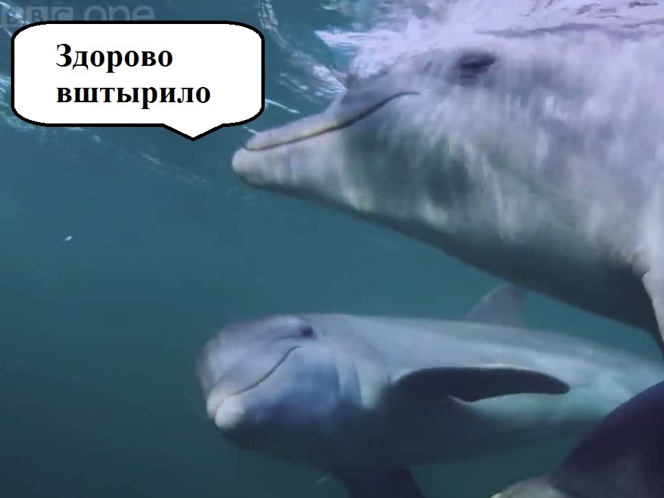 "Молодые дельфины нарочно экспериментировали с чем-то, что, как мы знаем, опьяняет. Аккуратно пережевывая фугу и передавая её между собой, морские млекопитающие впадали в состояние, похожее на транс". - расскзывает Пилли.  