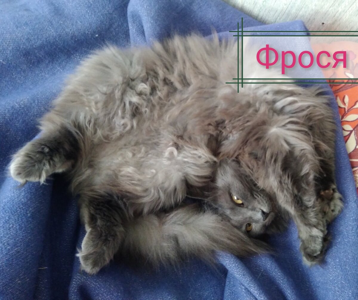 Фрося