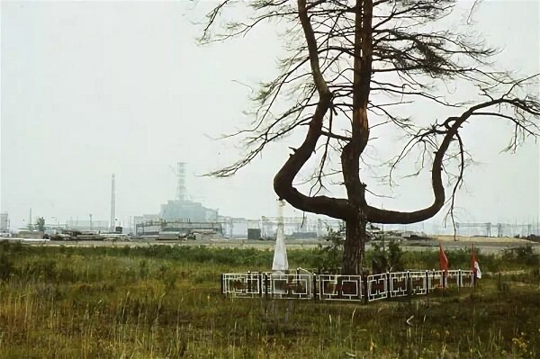 Деревья в чернобыле. Сосна крест Чернобыль. Чернобыльская АЭС деревья. Сосна трезубец Чернобыль.